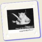 Animal Humour - Rat on Marihuana.jpg
